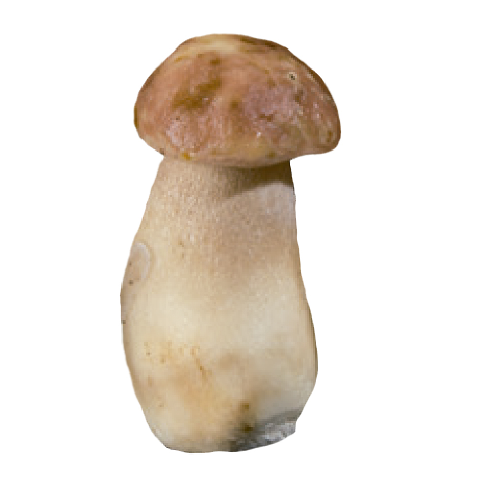 Bolets_HFS001