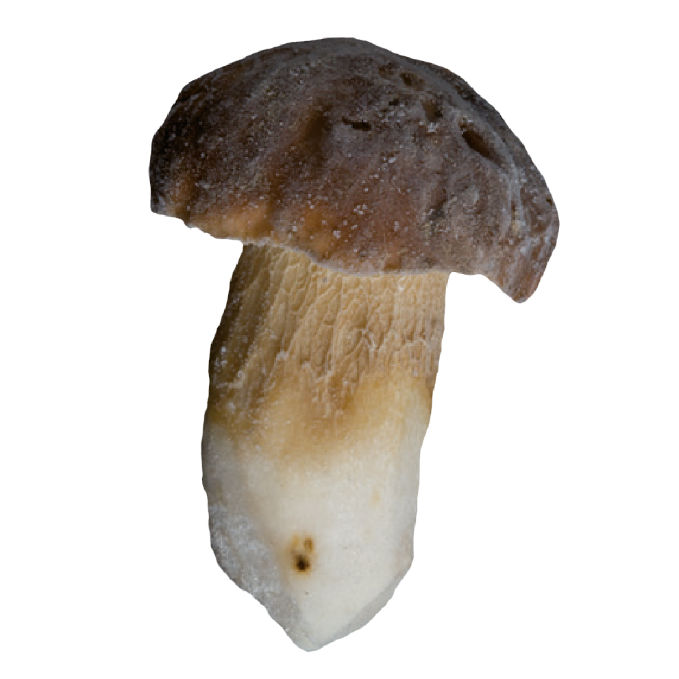 Bolets_HFS002