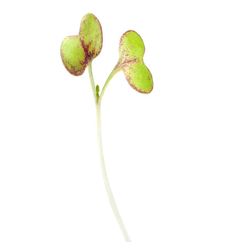 CG009